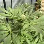 Blue Dynamite (Next Generation Seeds) - Summer 2025