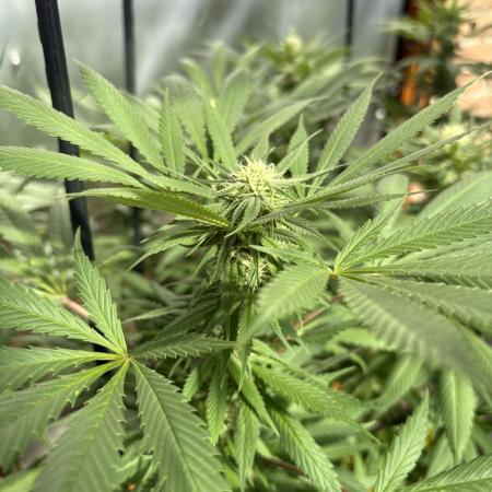 Blue Dynamite (Next Generation Seeds) - Summer 2025