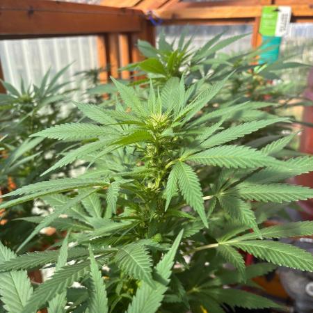 Purple Romulan - Summer 2026