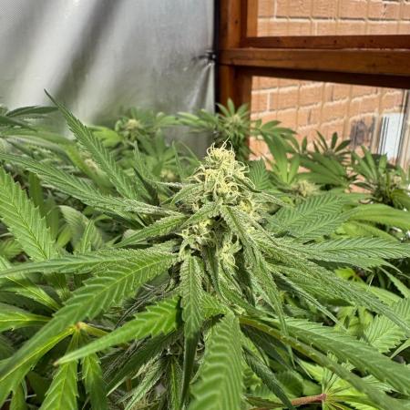 Blue Dynamite - Summer 2026