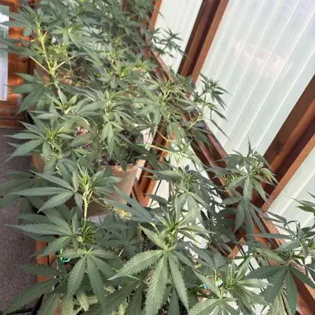 Purple Romulan - Summer 2026
