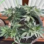 Purple Romulan (Next Generation Seeds) - Summer 2025