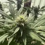 Purple Romulan (Next Generation Seeds) - Summer 2025