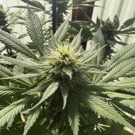 Purple Romulan (Next Generation Seeds) - Summer 2025
