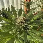 Purple Romulan (Next Generation Seeds) - Summer 2025