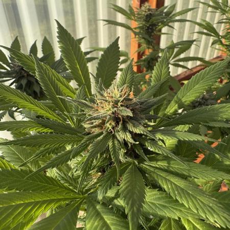 Purple Romulan (Next Generation Seeds) - Summer 2025