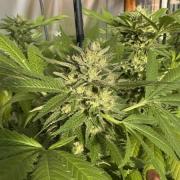 Lemon Orange (GHSC) - Summer 2025