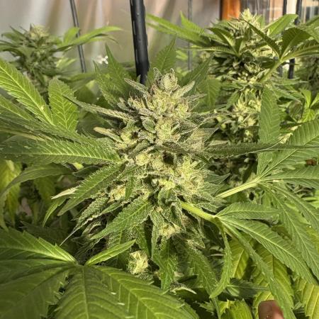 Lemon Orange (GHSC) - Summer 2025