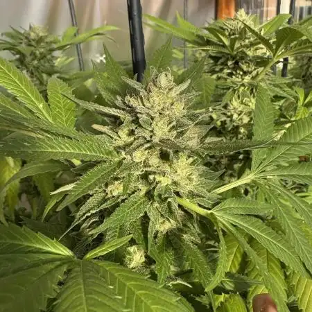 Lemon Orange (GHSC) - Summer 2025