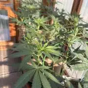 Blue Dynamite - Summer 2026