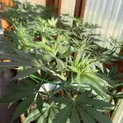 Purple Romulan - Summer 2026