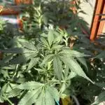 Purple Romulan (Next Generation Seeds) - Summer 2025