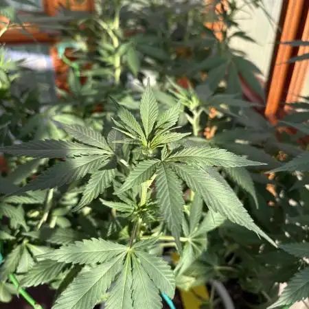 Purple Romulan (Next Generation Seeds) - Summer 2025