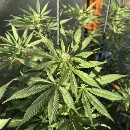 Blue Dynamite (Next Generation Seeds) - Summer 2025