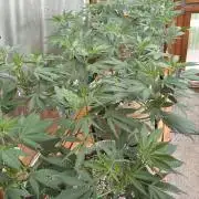 Blue Dynamite - Summer 2026