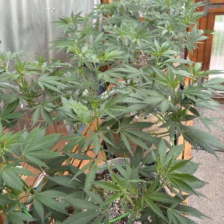 Blue Dynamite - Summer 2026