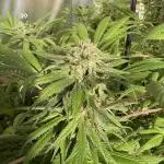 Blue Dynamite (Next Generation Seeds) - Summer 2025