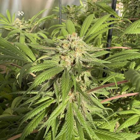 Blue Dynamite (Next Generation Seeds) - Summer 2025