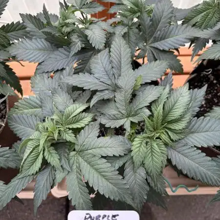 Purple Romulan - Summer 2026