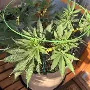 Blue Dynamite - Summer 2026