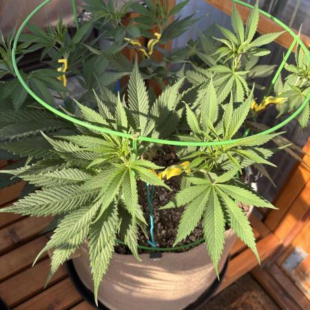 Blue Dynamite - Summer 2026