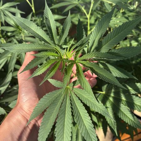 Lemon Orange (GHSC) - Summer 2025