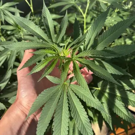 Lemon Orange (GHSC) - Summer 2025