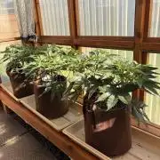 Purple Romulan - Summer 2026