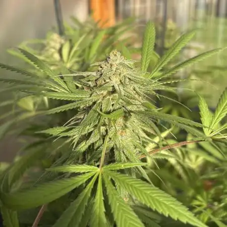 Blue Dynamite (Next Generation Seeds) - Summer 2025