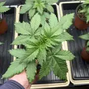 Purple Romulan - Summer 2026