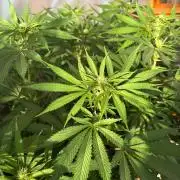 Blue Dynamite - Summer 2026