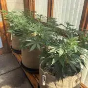 Purple Romulan - Summer 2026