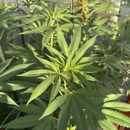 Lemon Orange (GHSC) - Summer 2025