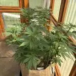 Purple Romulan (Next Generation Seeds) - Summer 2025