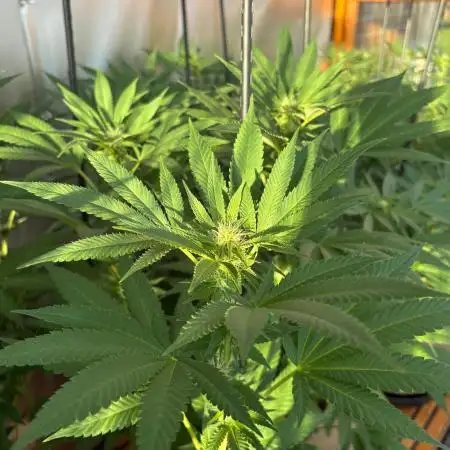 Lemon Orange (GHSC) - Summer 2025