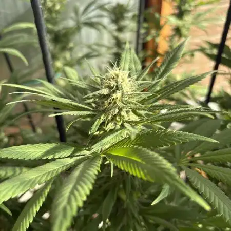 Blue Dynamite (Next Generation Seeds) - Summer 2025