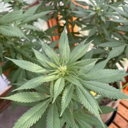 Purple Romulan (Next Generation Seeds) - Summer 2025