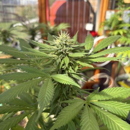 Purple Romulan (Next Generation Seeds) - Summer 2025
