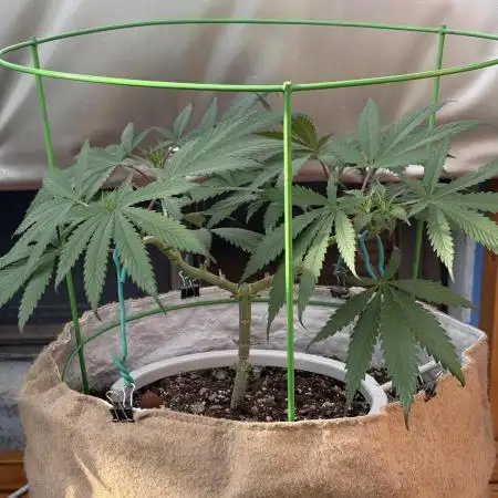 Blue Dynamite (Next Generation Seeds) - Summer 2025