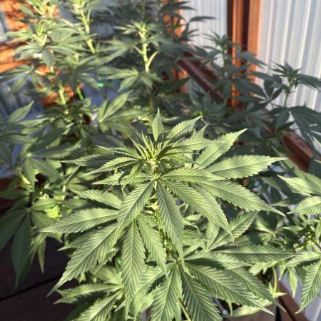 Purple Romulan (Next Generation Seeds) - Summer 2025