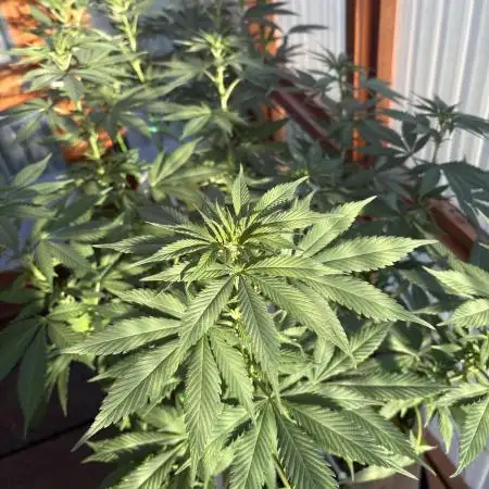 Purple Romulan (Next Generation Seeds) - Summer 2025