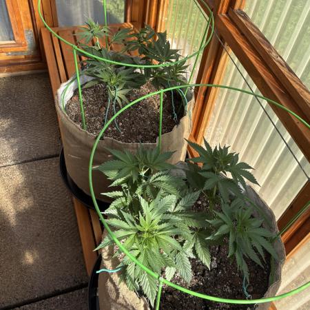 Purple Romulan (Next Generation Seeds) - Summer 2025