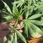 Blue Dynamite (Next Generation Seeds) - Summer 2025