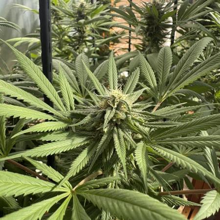 Blue Dynamite (Next Generation Seeds) - Summer 2025