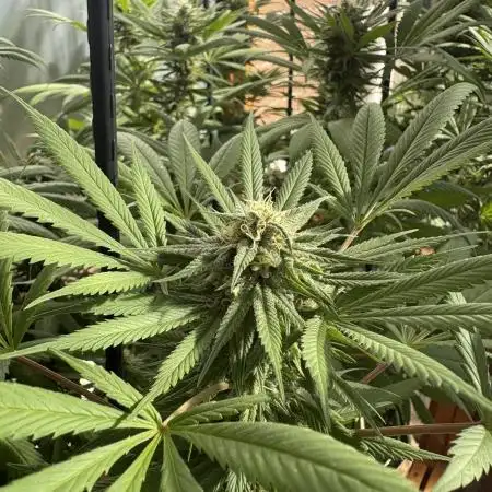Blue Dynamite (Next Generation Seeds) - Summer 2025