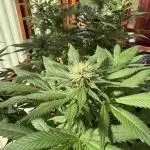 Purple Romulan (Next Generation Seeds) - Summer 2025
