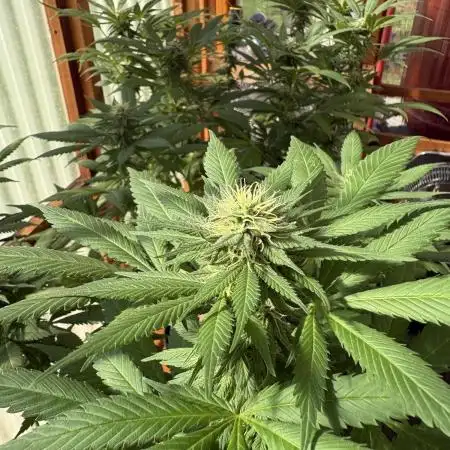 Purple Romulan (Next Generation Seeds) - Summer 2025