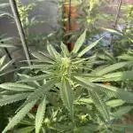Blue Dynamite (Next Generation Seeds) - Summer 2025