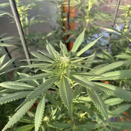 Blue Dynamite (Next Generation Seeds) - Summer 2025