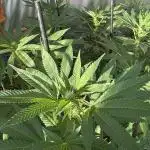 Lemon Orange (GHSC) - Summer 2025